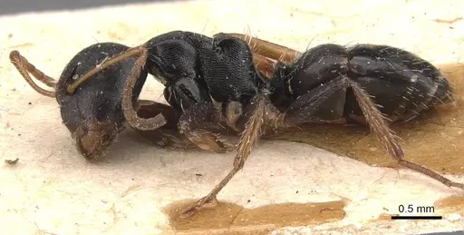 Camponotus circularis specimen CASENT0905525 image casent0905525_3