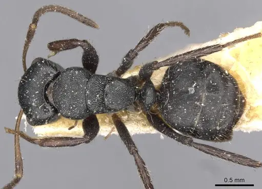Camponotus circularis specimen CASENT0910727 image casent0910727_1