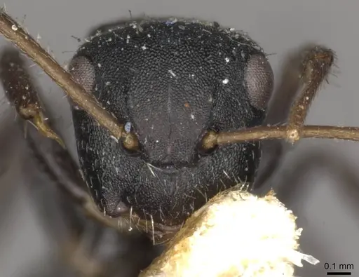 Camponotus circularis specimen CASENT0910727 image casent0910727_2