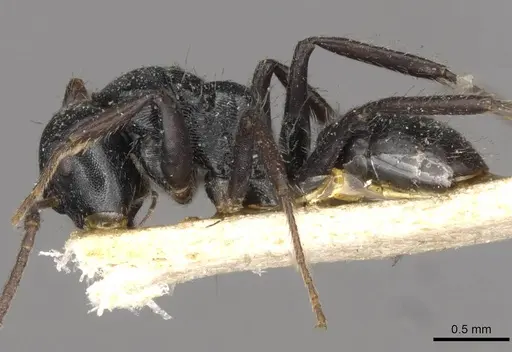 Camponotus circularis specimen CASENT0910727 image casent0910727_3