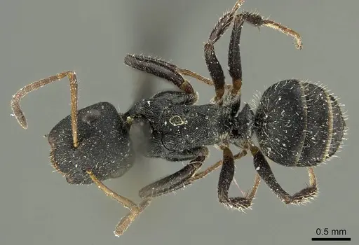 Camponotus circularis specimen CASENT0915788 image casent0915788_1