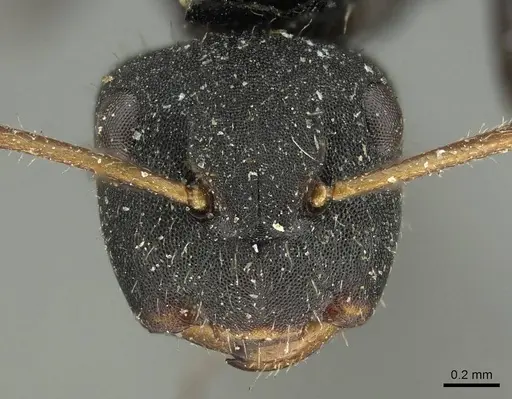 Camponotus circularis specimen CASENT0915788 image casent0915788_2