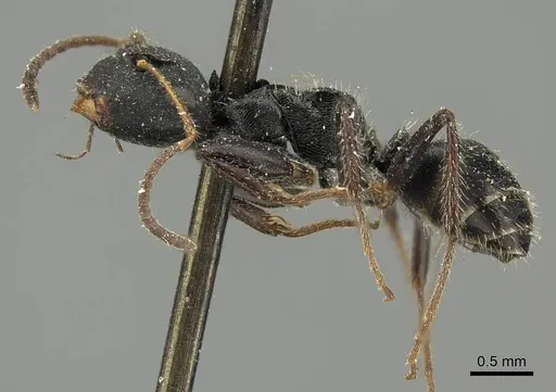 Camponotus circularis specimen CASENT0915788 image casent0915788_3