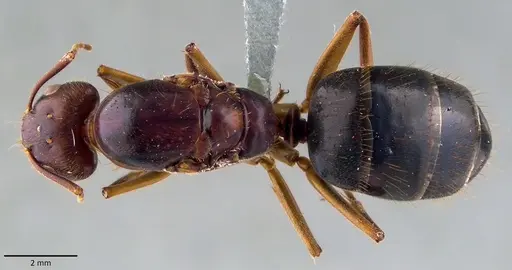 Camponotus circumspectus specimen ANTWEB1041829 image antweb1041829_1