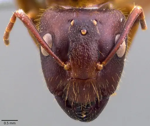 Camponotus circumspectus specimen ANTWEB1041829 image antweb1041829_2