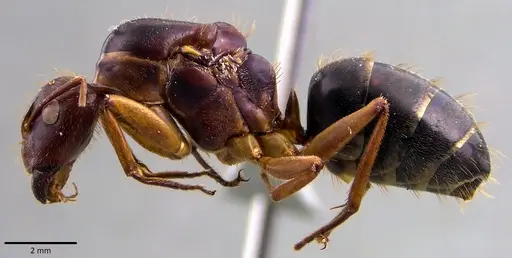 Camponotus circumspectus specimen ANTWEB1041829 image antweb1041829_3