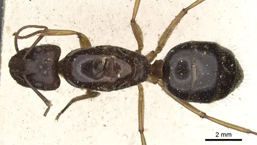 Camponotus circumspectus specimen CASENT0901933 image casent0901933_1