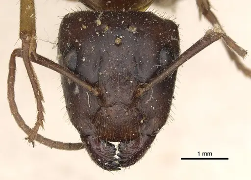 Camponotus circumspectus specimen CASENT0901933 image casent0901933_2