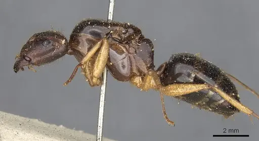 Camponotus circumspectus specimen CASENT0901933 image casent0901933_3