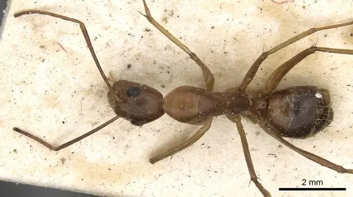 Camponotus circumspectus specimen CASENT0901934 image casent0901934_1