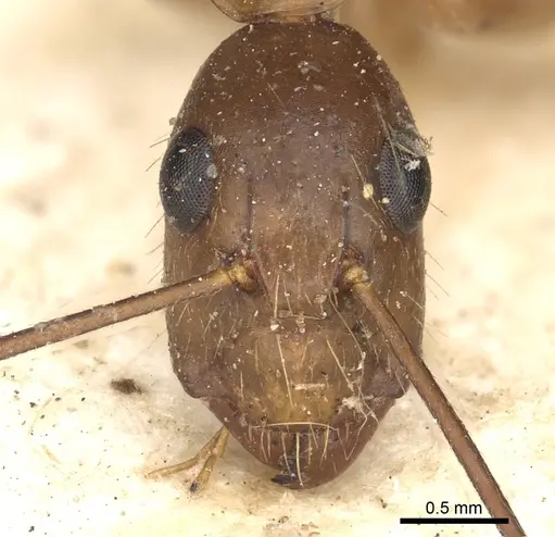 Camponotus circumspectus specimen CASENT0901934 image casent0901934_2