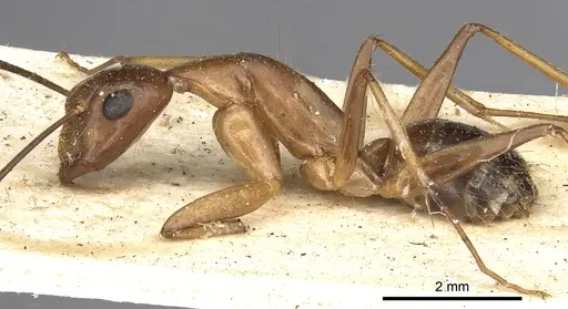 Camponotus circumspectus specimen CASENT0901934 image casent0901934_3