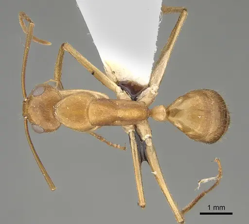 Camponotus clarior specimen CASENT0887688 image casent0887688_1