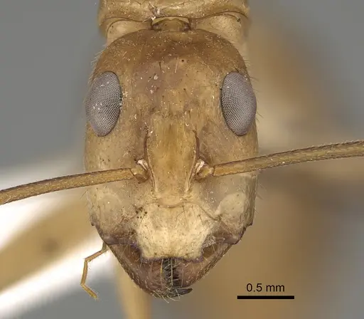 Camponotus clarior specimen CASENT0887688 image casent0887688_2