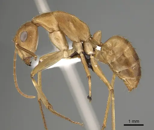 Camponotus clarior specimen CASENT0887688 image casent0887688_3