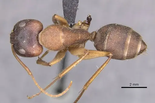 Camponotus clarior specimen CASENT0910305 image casent0910305_1