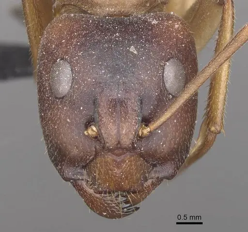 Camponotus clarior specimen CASENT0910305 image casent0910305_2