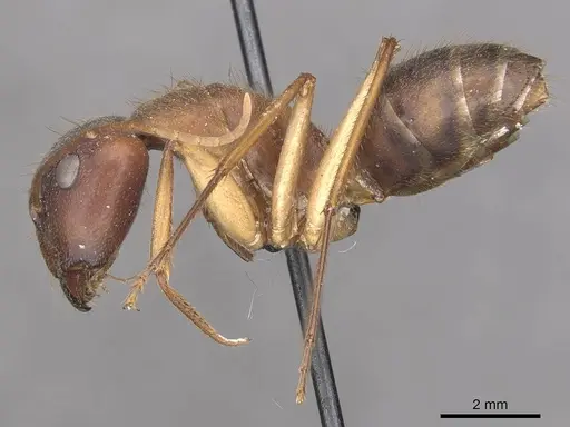 Camponotus clarior specimen CASENT0910305 image casent0910305_3