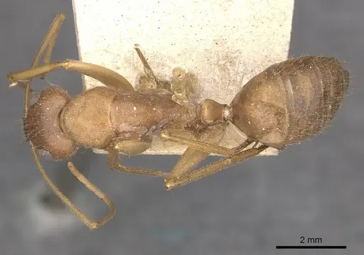Camponotus clarior specimen CASENT0910306 image casent0910306_1