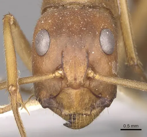 Camponotus clarior specimen CASENT0910306 image casent0910306_2
