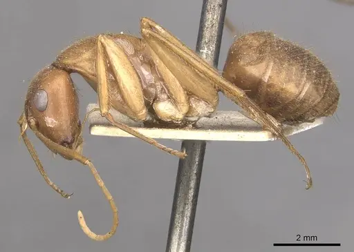 Camponotus clarior specimen CASENT0910306 image casent0910306_3