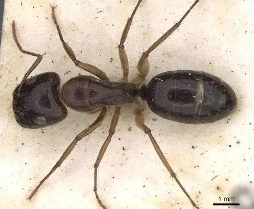 Camponotus claripes specimen CASENT0906932 image casent0906932_1