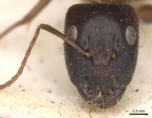 Camponotus claripes specimen CASENT0906932 image casent0906932_2