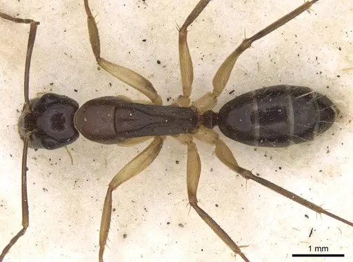 Camponotus claripes specimen CASENT0906933 image casent0906933_1