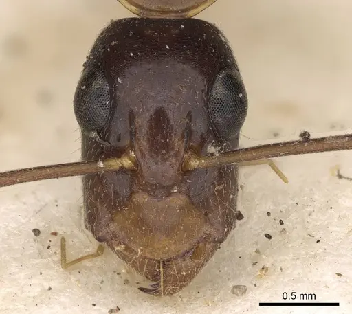 Camponotus claripes specimen CASENT0906933 image casent0906933_2