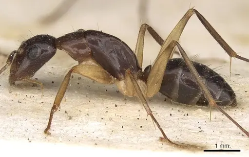 Camponotus claripes specimen CASENT0906933 image casent0906933_3