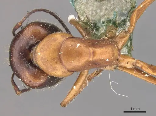 Camponotus claripes specimen CASENT0910370 image casent0910370_1