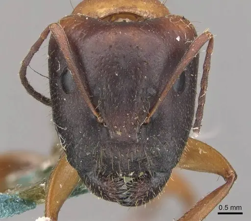 Camponotus claripes specimen CASENT0910370 image casent0910370_2