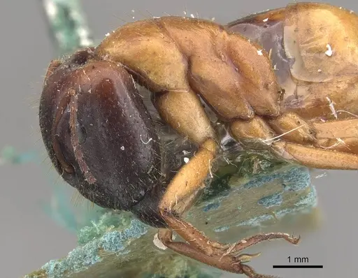 Camponotus claripes specimen CASENT0910370 image casent0910370_3