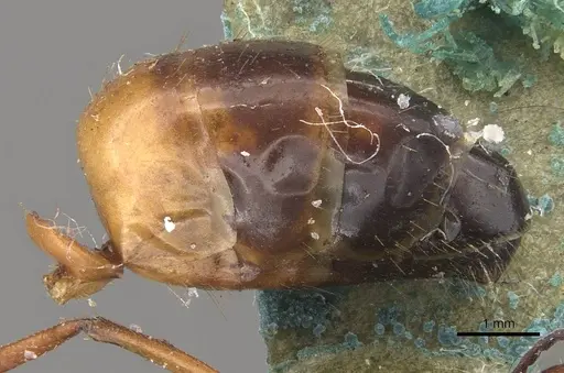 Camponotus claripes specimen CASENT0910370 image casent0910370_4