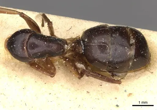 Camponotus claripes specimen CASENT0910405 image casent0910405_1