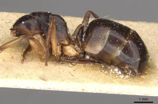 Camponotus claripes specimen CASENT0910405 image casent0910405_2