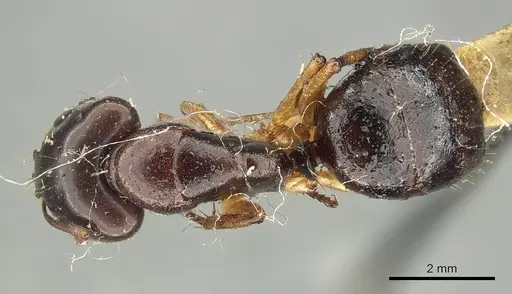 Camponotus claripes specimen CASENT0915750 image casent0915750_1