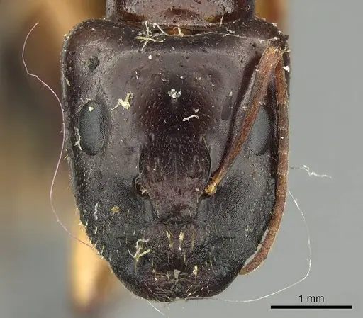 Camponotus claripes specimen CASENT0915750 image casent0915750_2