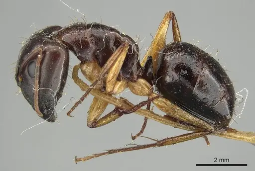 Camponotus claripes specimen CASENT0915750 image casent0915750_3