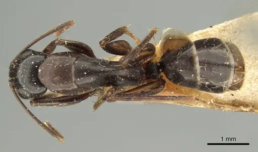 Camponotus claripes specimen CASENT0915751 image casent0915751_1