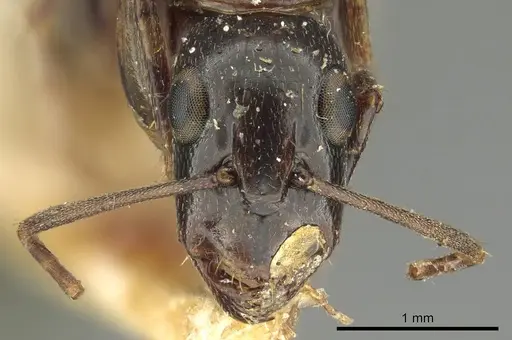 Camponotus claripes specimen CASENT0915751 image casent0915751_2