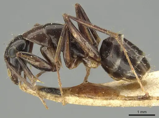 Camponotus claripes specimen CASENT0915751 image casent0915751_3