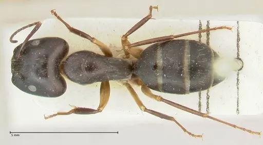 Camponotus claripes specimen FOCOL2250 image focol2250_1