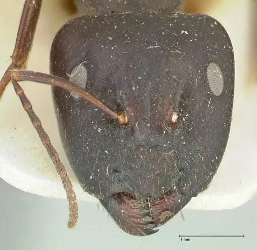 Camponotus claripes specimen FOCOL2250 image focol2250_2