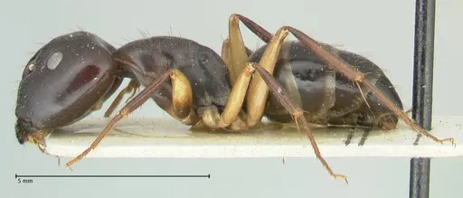 Camponotus claripes specimen FOCOL2250 image focol2250_3