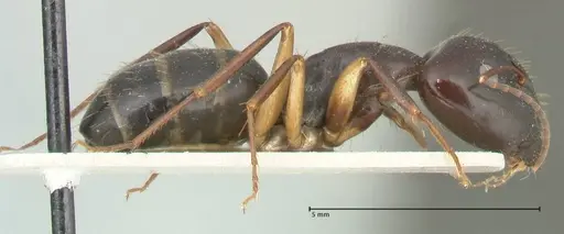 Camponotus claripes specimen FOCOL2250 image focol2250_4