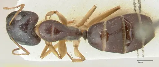 Camponotus claripes specimen FOCOL2251 image focol2251_1