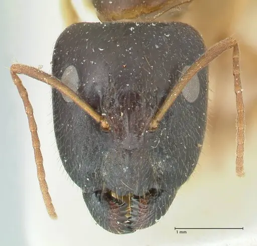 Camponotus claripes specimen FOCOL2251 image focol2251_2