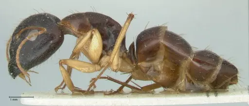 Camponotus claripes specimen FOCOL2251 image focol2251_3