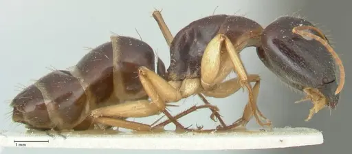 Camponotus claripes specimen FOCOL2251 image focol2251_4